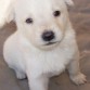 Por si os interesa o sabéis de alguien que le pueda interesar:

NECESITAMOS ACOGIDA URGENTE PARA QUE NO SEAN SACRIFICADOS

SON 11 BEBÉS HUSKY SIBERIANO DE MES Y MEDIO

POR FAVOR, REENVIAR


Dra. Minerva Gutiérrez Fides
TL 686934359